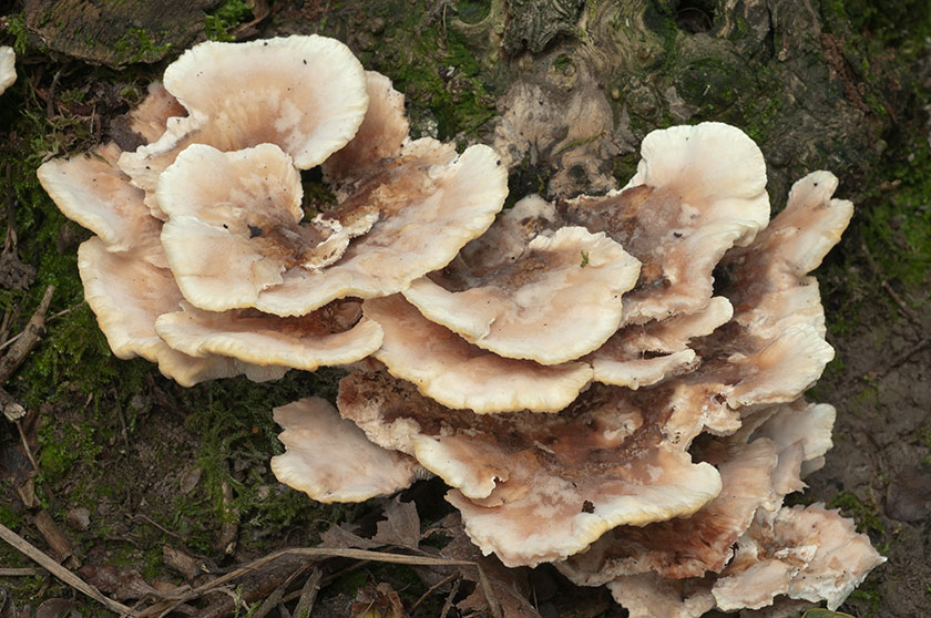 Polypore bisannuel