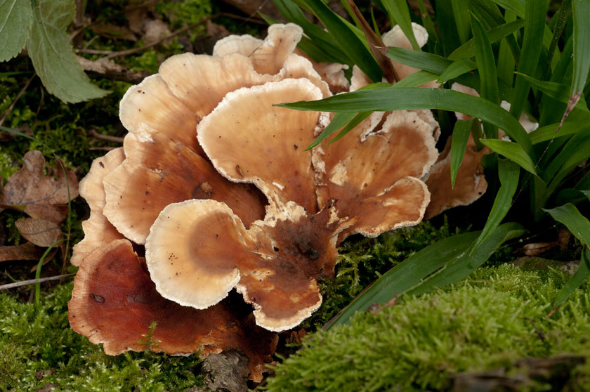 Polypore bisannuel