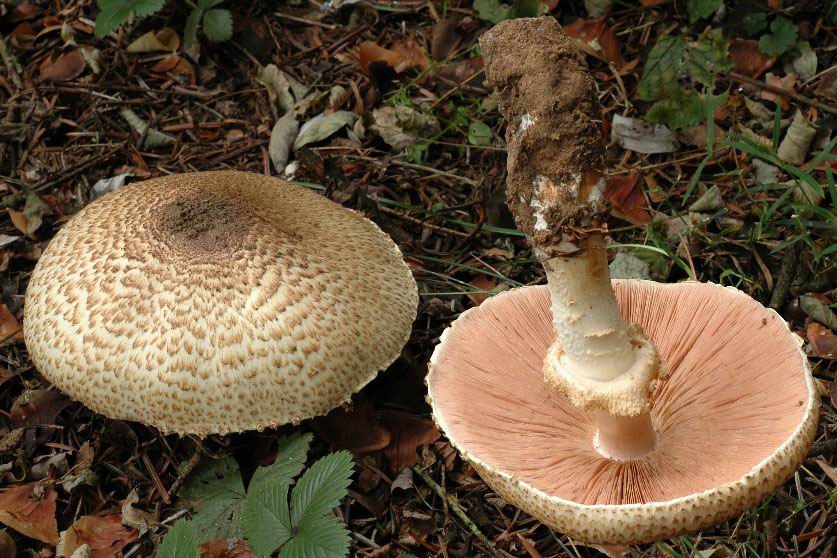 Agaric auguste