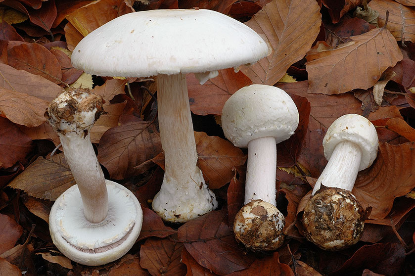 Agaric des bois, Agaric silvicole, Psalliote des bois. 01/11/2004. Bon comestible. Mais il ne faut pas le confondre avec des amanites blanches mortelles