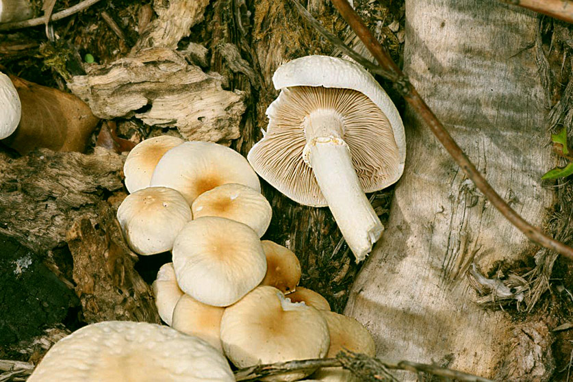 Pholiote du peuplier, Agrocybe du peuplier, Piboulade, Pivoulade