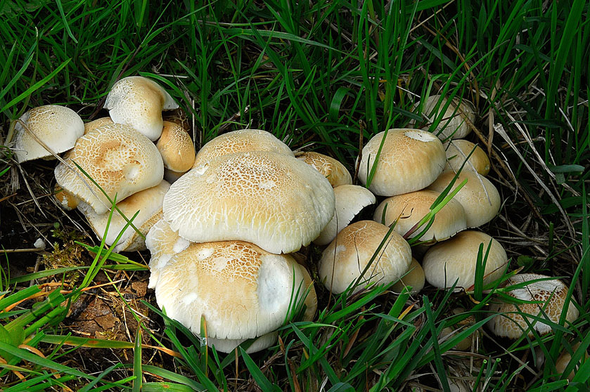 Pholiote du peuplier, Agrocybe du peuplier, Piboulade, Pivoulade