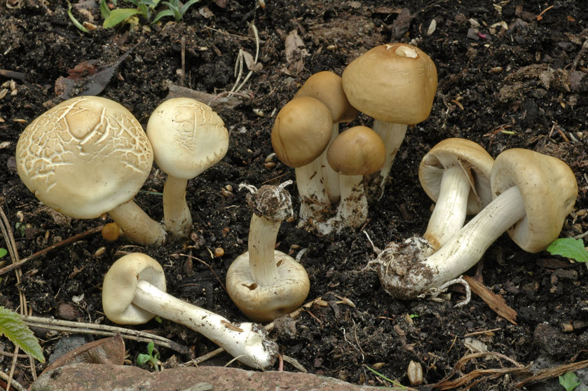 Agrocybe précoce