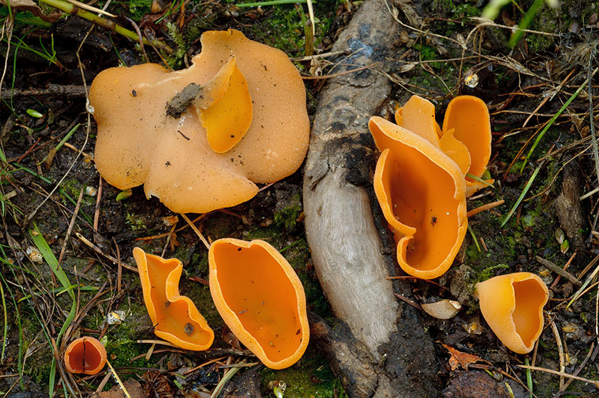 Pezize orangée