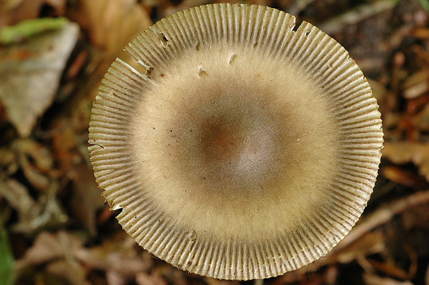 Amanite à cocarde des feuillus