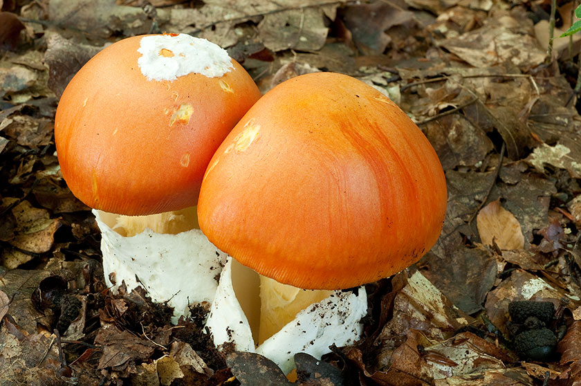 Amanite des Césars, Oronge vraie
