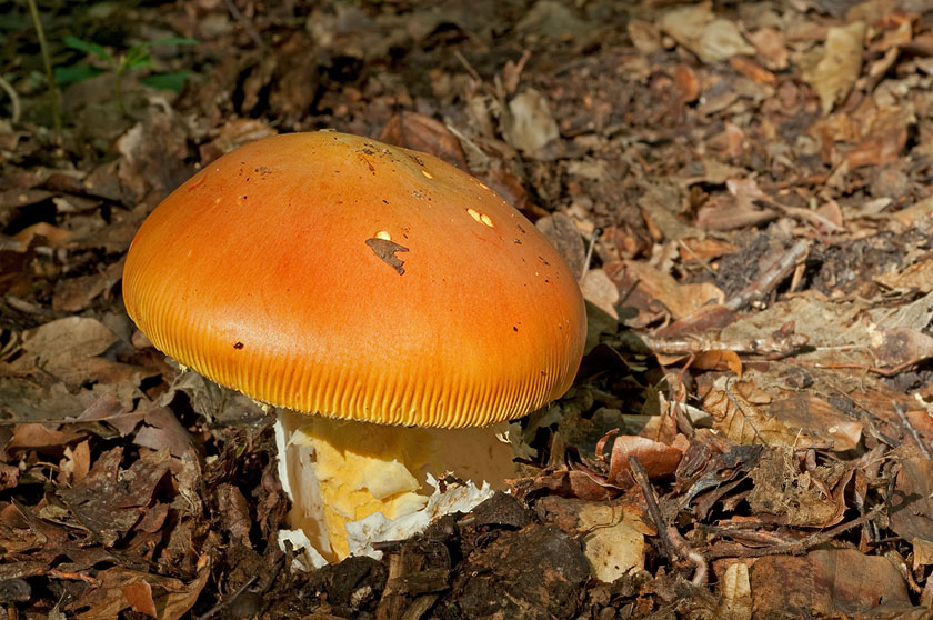 Amanite des Césars, Oronge vraie