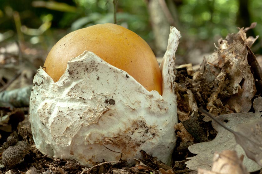 Amanite des Césars, Oronge vraie