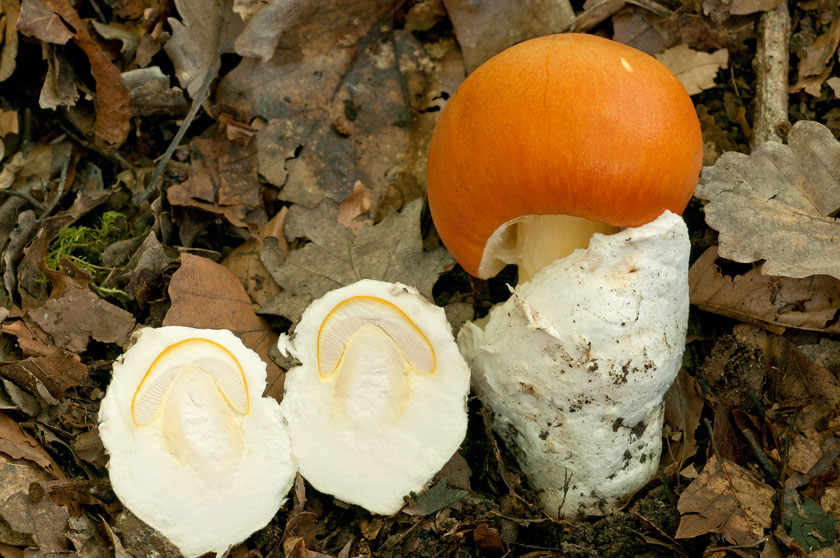 Amanite des Césars, Oronge vraie