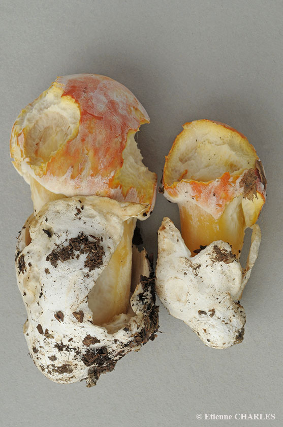 Amanite des Césars, Oronge vraie