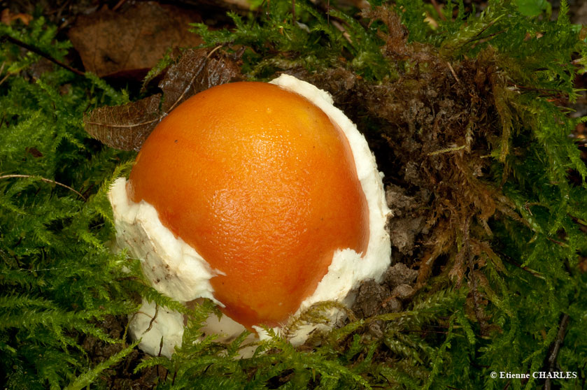 Amanite des Césars, Oronge vraie