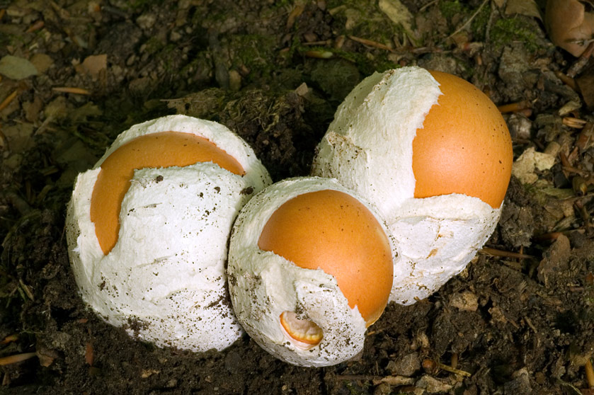 Amanite des Césars, Oronge vraie