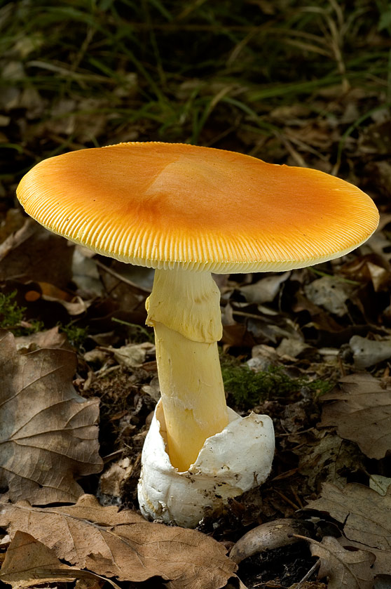 Amanite des Césars, Oronge vraie