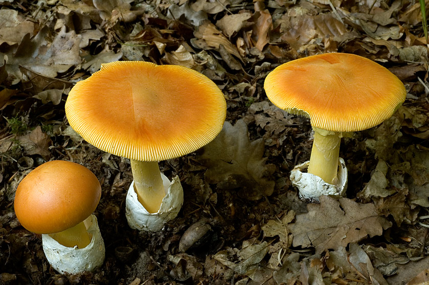 Amanite des Césars, Oronge vraie