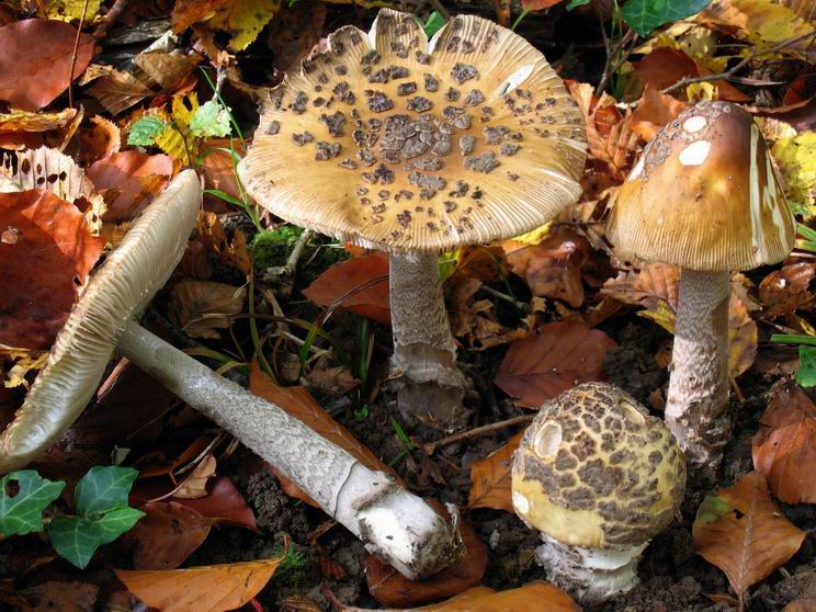 Amanite étranglée