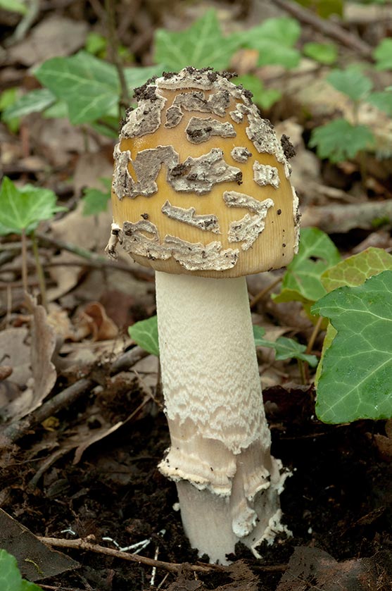 Amanite étranglée