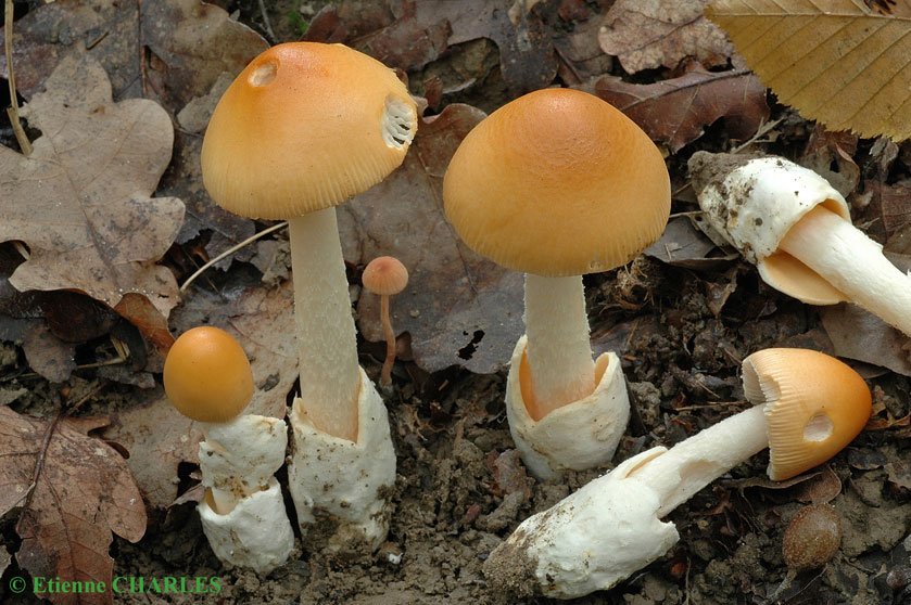 Amanite safran variété subnudipes