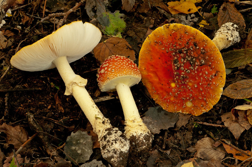 Amanita muscaria var. fuligineoverrucosa
