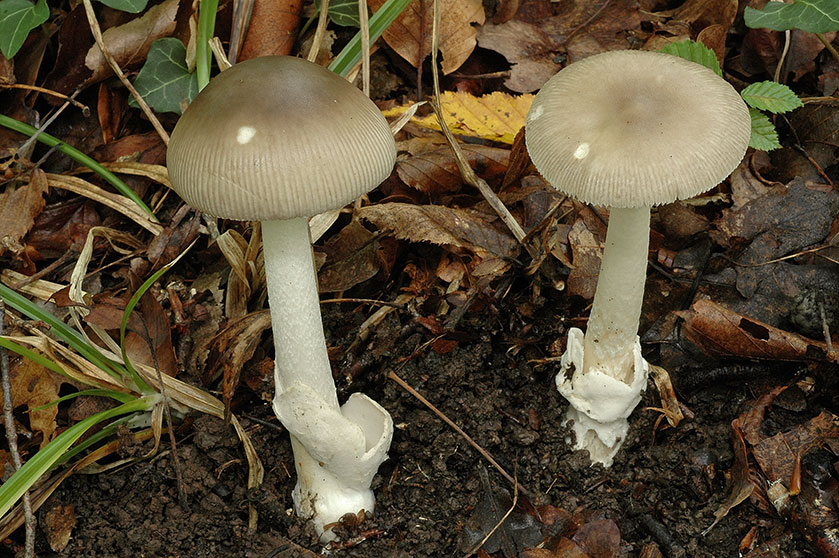 Amanita praelongipes