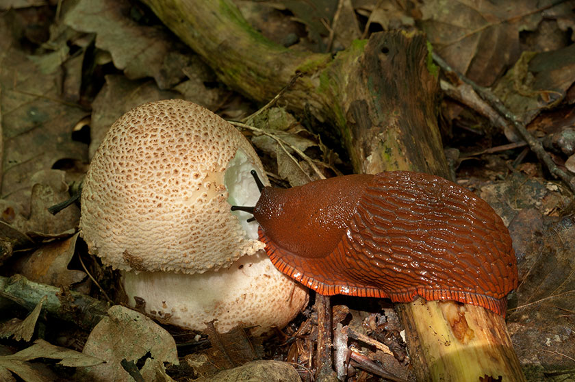 Amanite rougissante, Amanite vineuse