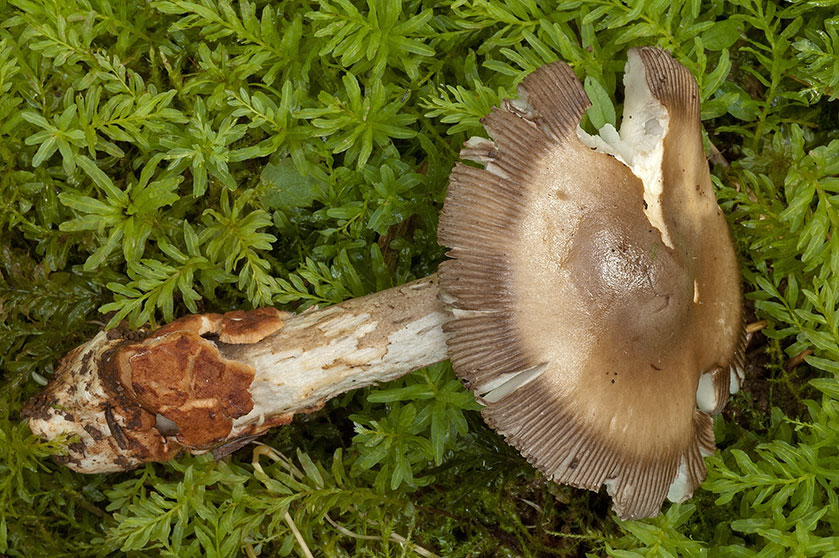 Amanite à cerne sombre
