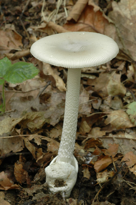 Amanite engainée, Grisette