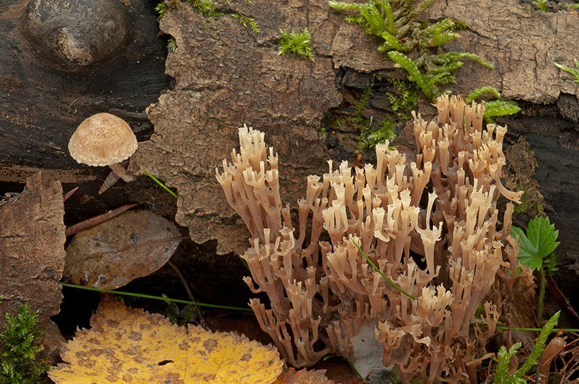 Clavaire en forme de ciboire