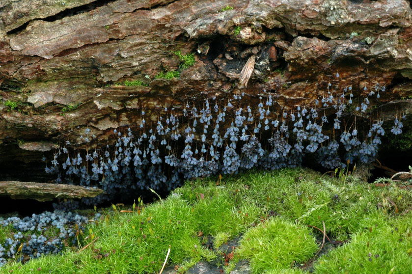 Badhamia utricularis