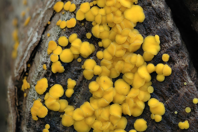 Calycelle citrine