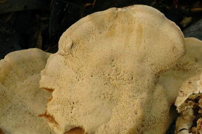 Bjerkandera fumosa, polypore fumé. MORSBACH (Moselle) le 8 janvier 2006, sur tronc mort et assez dégradé de saule blanc. Vue sur l'hyménium poré à l'état jeune