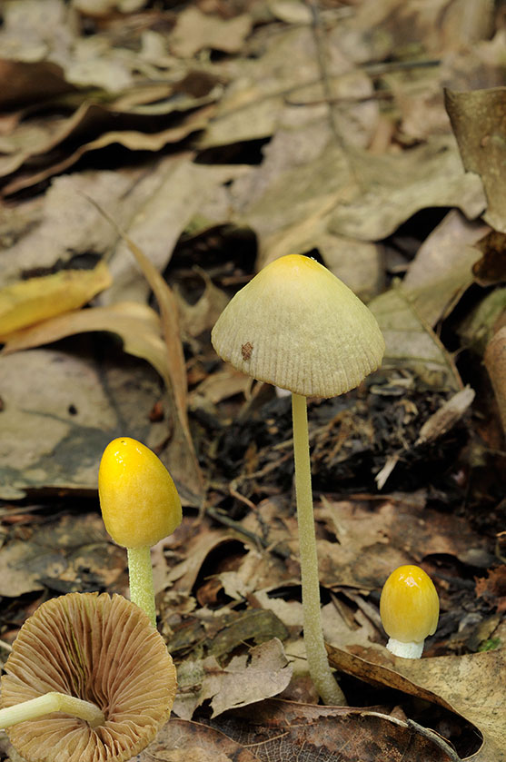 Bolbitie jaune d'oeuf