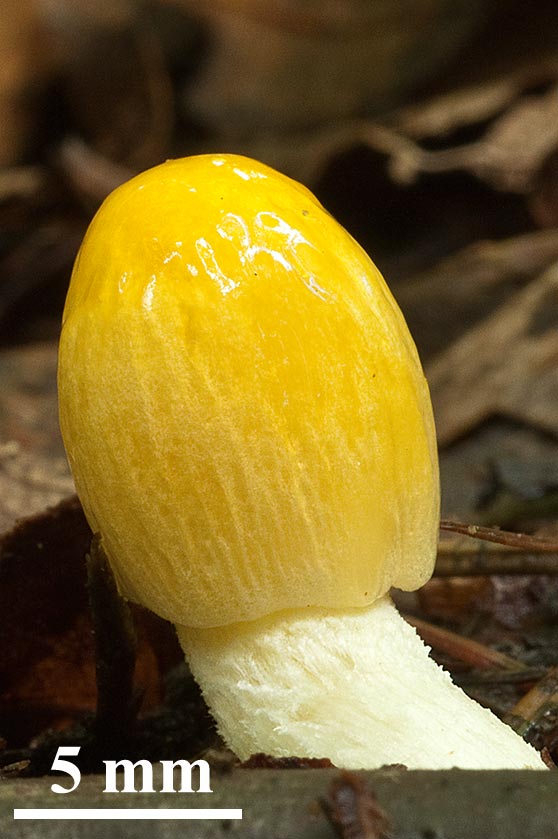 Bolbitie jaune d'oeuf