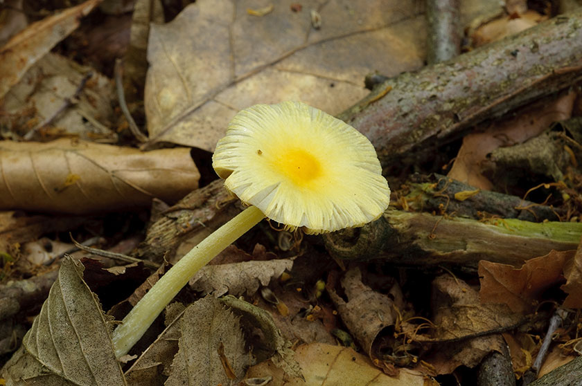 Bolbitie jaune d'oeuf