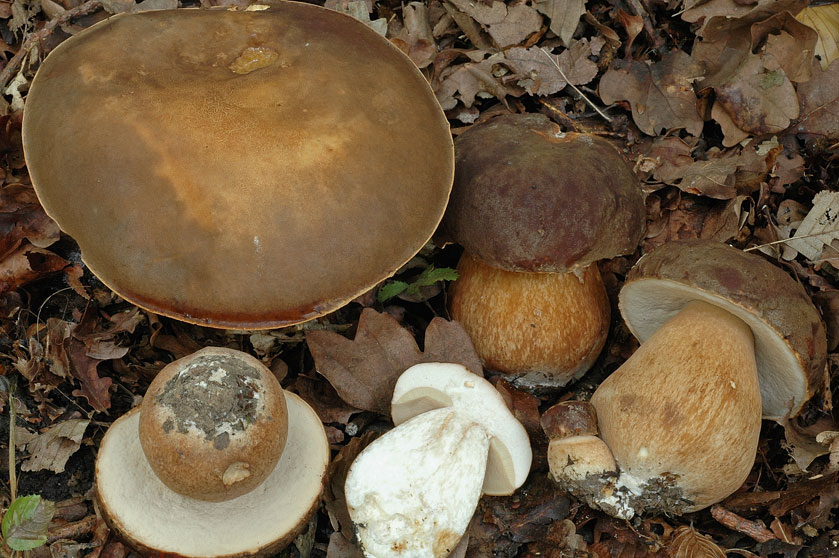 Cèpe bronzé