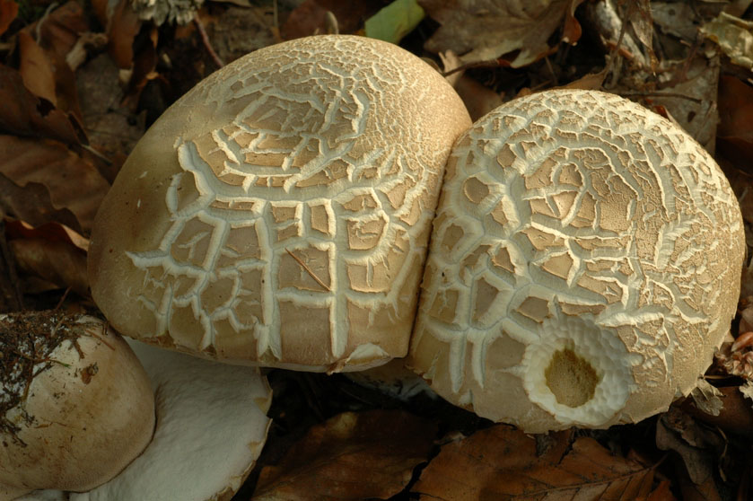 Cèpe d'été. Chapeau craquelé de manière caractéristique par temps de sécheresse. Canton de FREYMING-MERLEBACH (Moselle) le 13 juin 2006 dans la chênaie-hêtraie