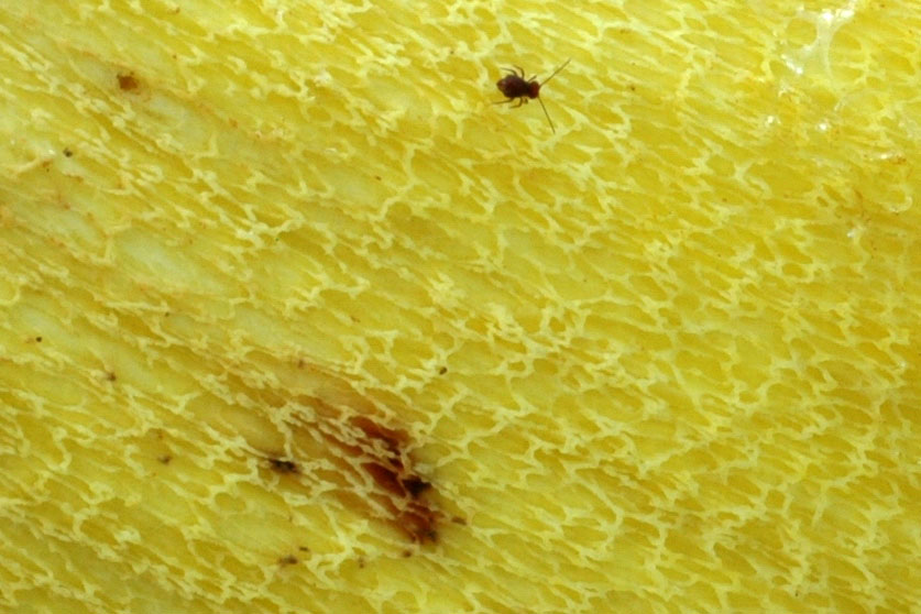 Bolet appendiculé