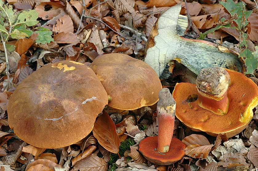 Bolet à pied rouge. La chair mise à nu bleuit en quelques secondes. KESKASTEL (Bas-Rhin) sous la hêtraie le 11 octobre 2005