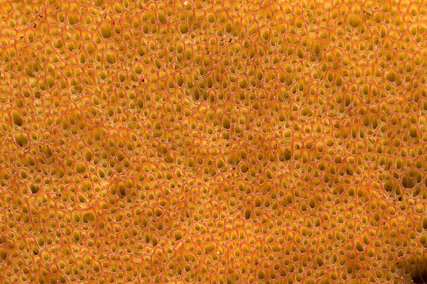 Pores du Bolet à pied rouge. RAON-SUR-PLAINE (Vosges) le premier septembre 2007, dans une forêt d'épicéas, sapins et hêtres