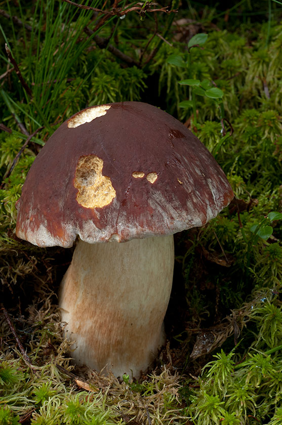 Cèpe des pins