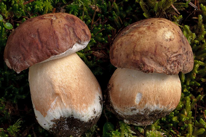Cèpe des pins