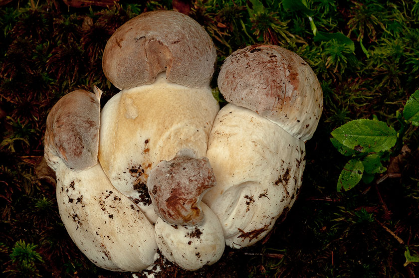 Cèpe des pins