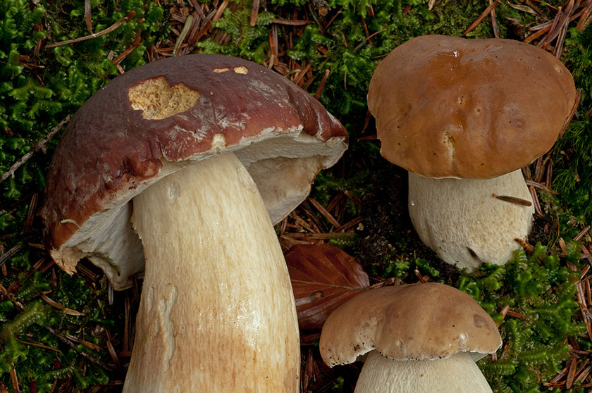 Cèpe des pins