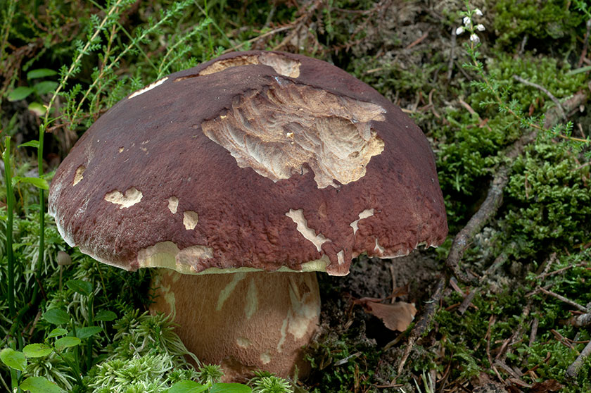 Cèpe des pins