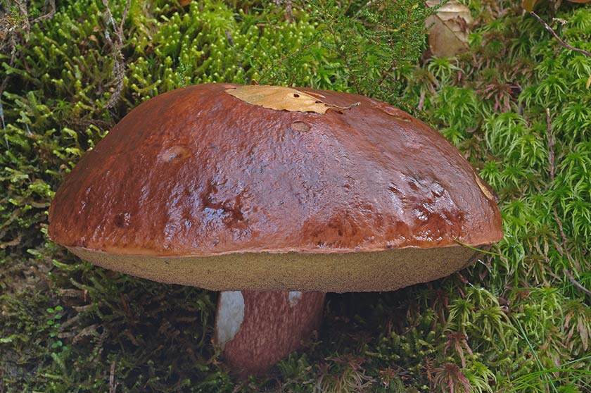 Cèpe des pins