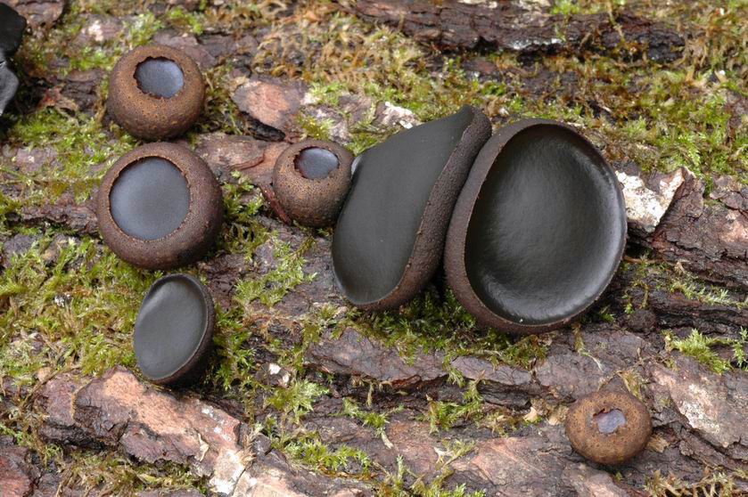 Bulgarie salissante