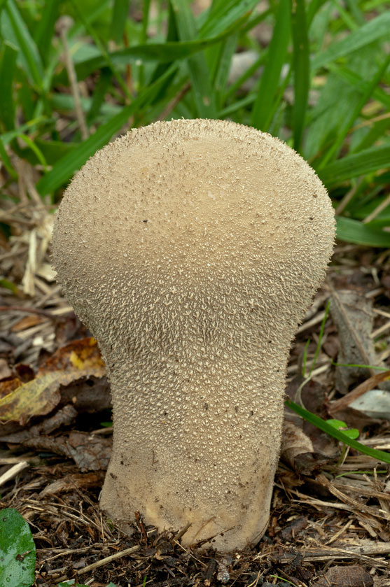 Calvatie en coupe, Lycoperdon en forme de vase