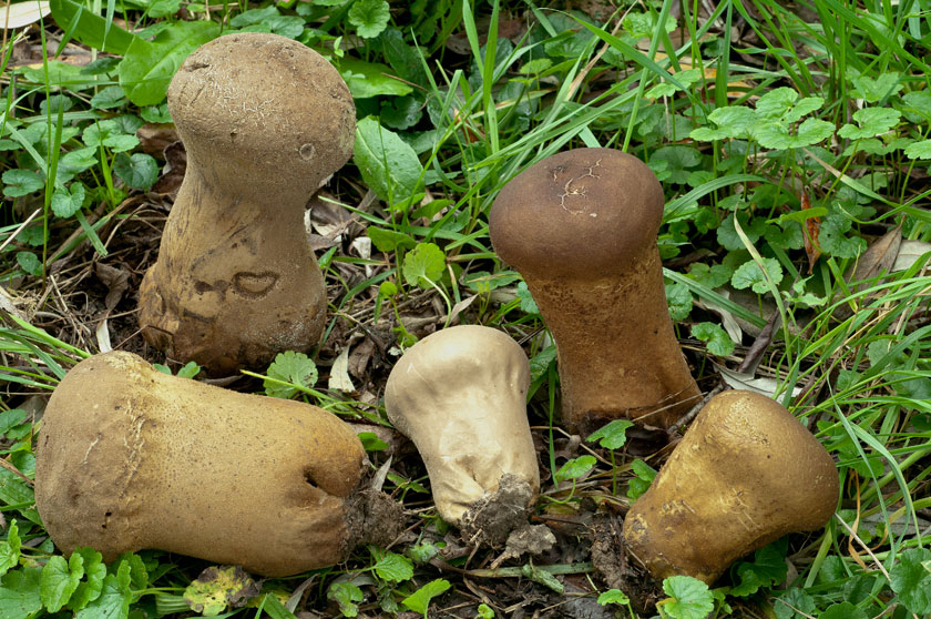 Calvatie en coupe, Lycoperdon en forme de vase