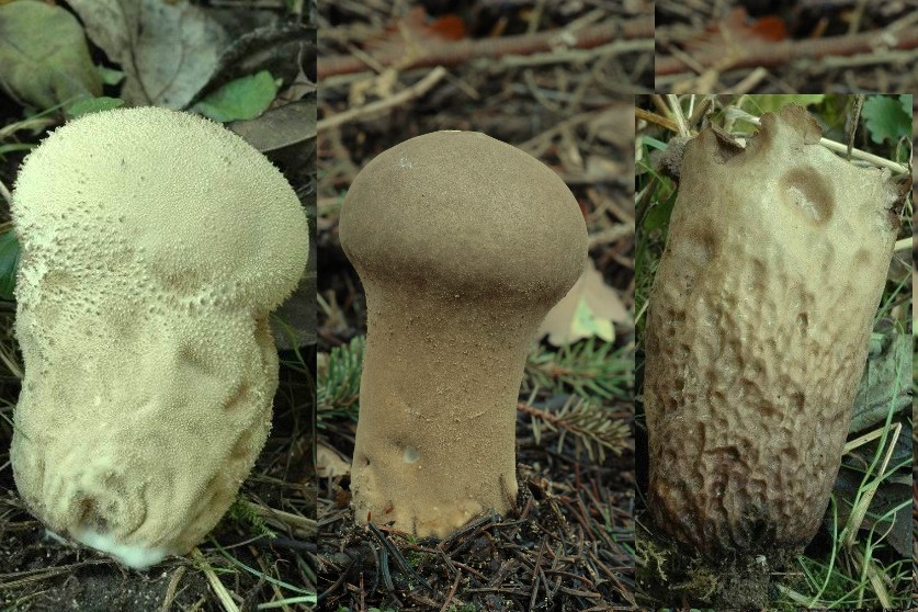 Calvatie en coupe, Lycoperdon en forme de vase