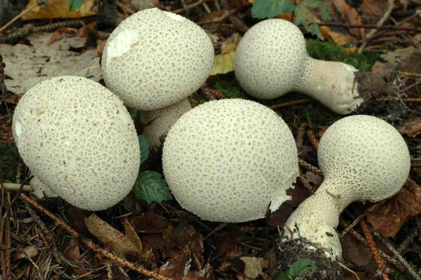 Calvatie en coupe, Lycoperdon en forme de vase