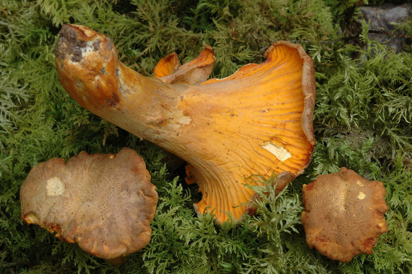Chanterelle améthyste